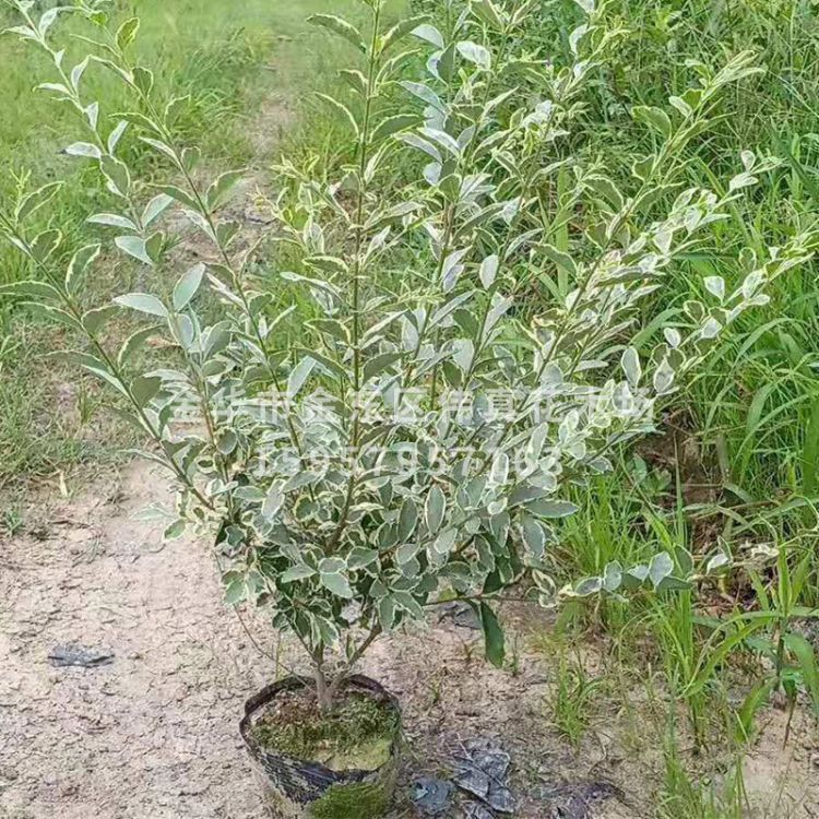 工程樹木景觀圖片/工程樹木景觀樣板圖 (1)