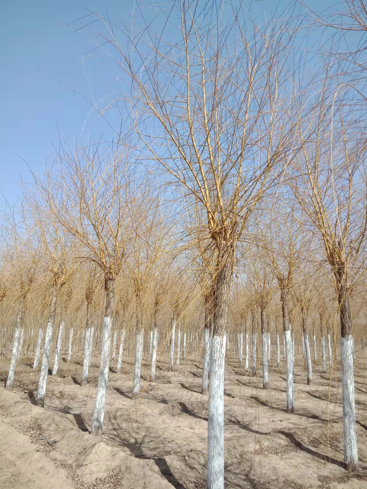金絲垂柳圖片/金絲垂柳樣板圖 (3)