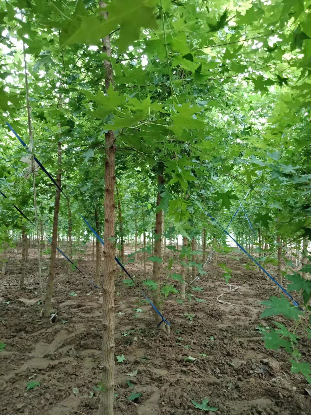 香花槐河北香花槐报价，种植基地，供应商【博野金峰园林绿化苗圃】