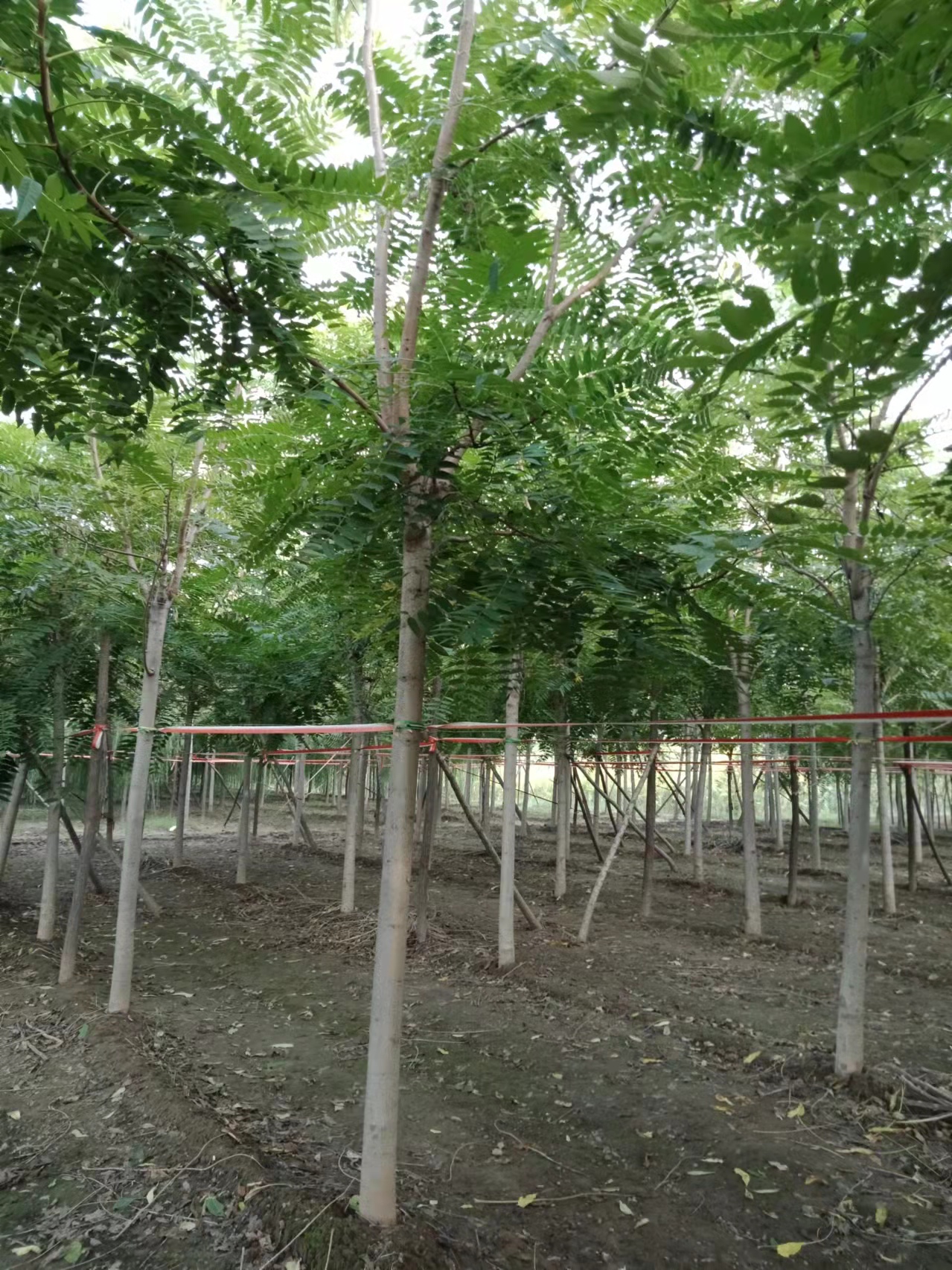 保定市香花槐厂家河北香花槐报价，种植基地，供应商【博野金峰园林绿化苗圃】