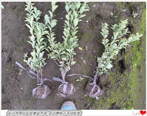 黃楊毛球圖片/黃楊毛球樣板圖 (2)