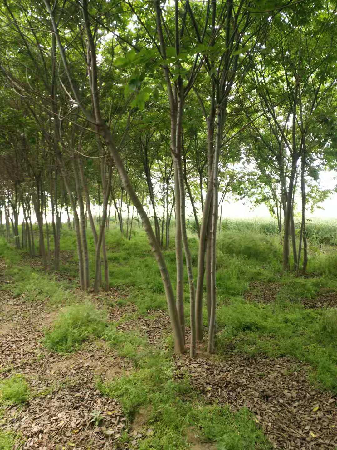 從生白蠟.叢生國槐.從叢生樸樹圖片/從生白蠟.叢生國槐.從叢生樸樹樣板圖 (1)