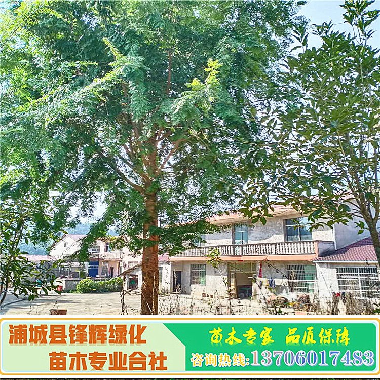紅豆杉基地圖片/紅豆杉基地樣板圖 (1)