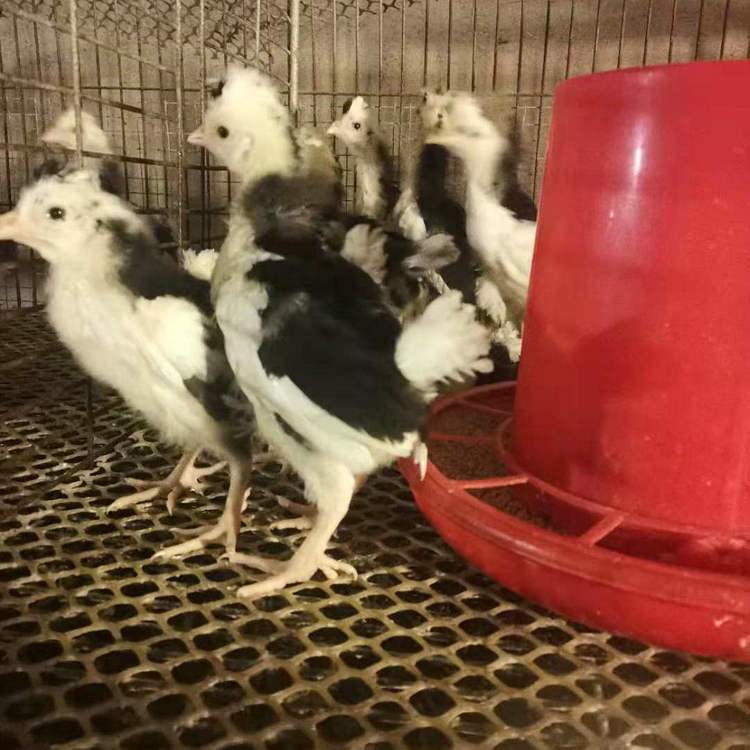 貴妃雞苗圖片/貴妃雞苗樣板圖 (4)