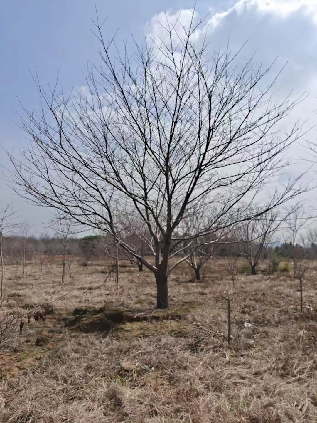 樱花树批发价格 樱花生产基地 樱花报价图片