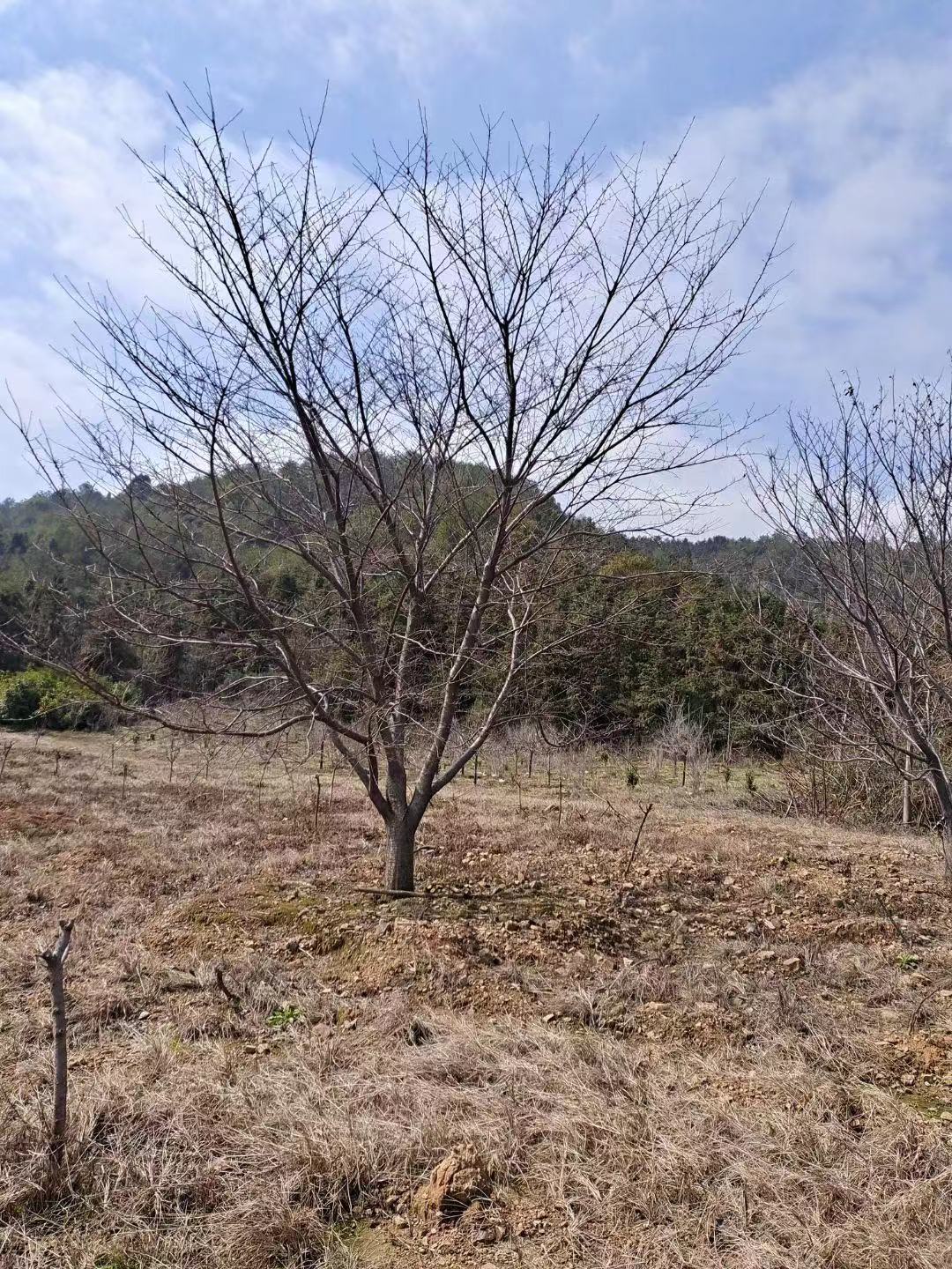 櫻花圖片/櫻花樣板圖 (3)