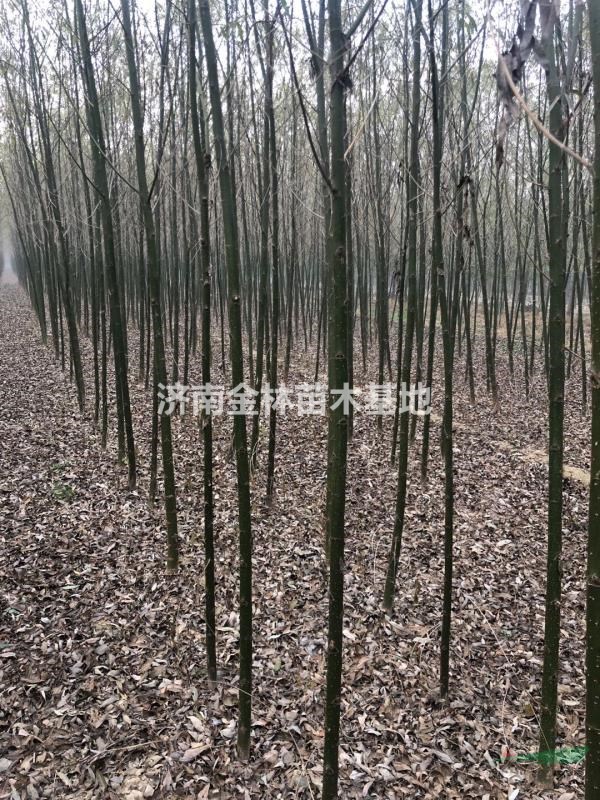 柳樹圖片/柳樹樣板圖 (2)