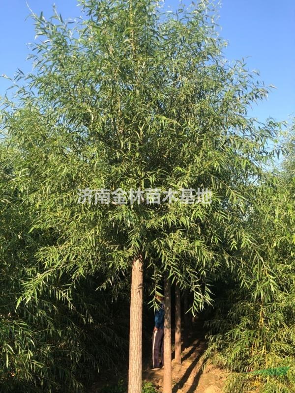 8公分柳樹圖片/8公分柳樹樣板圖 (1)