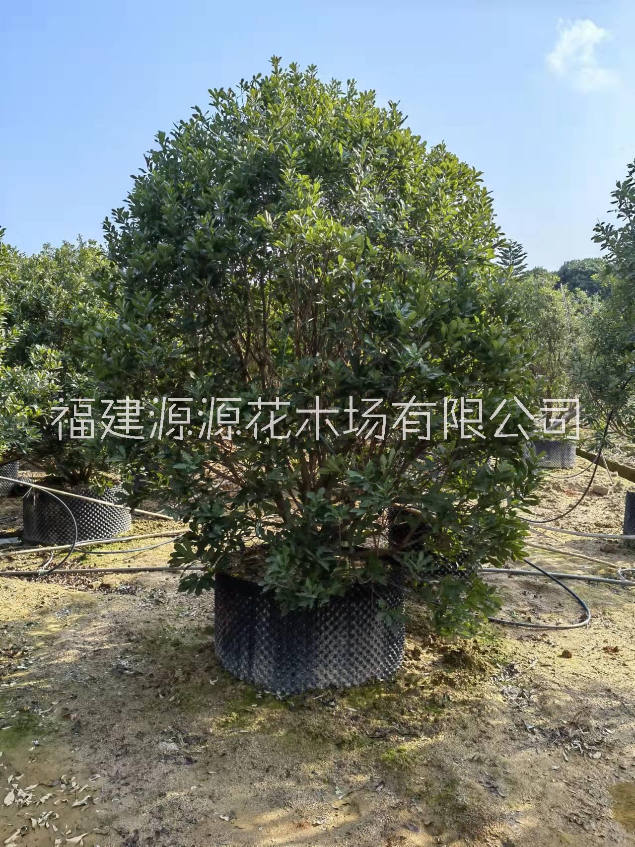 楊梅圖片/楊梅樣板圖 (3)