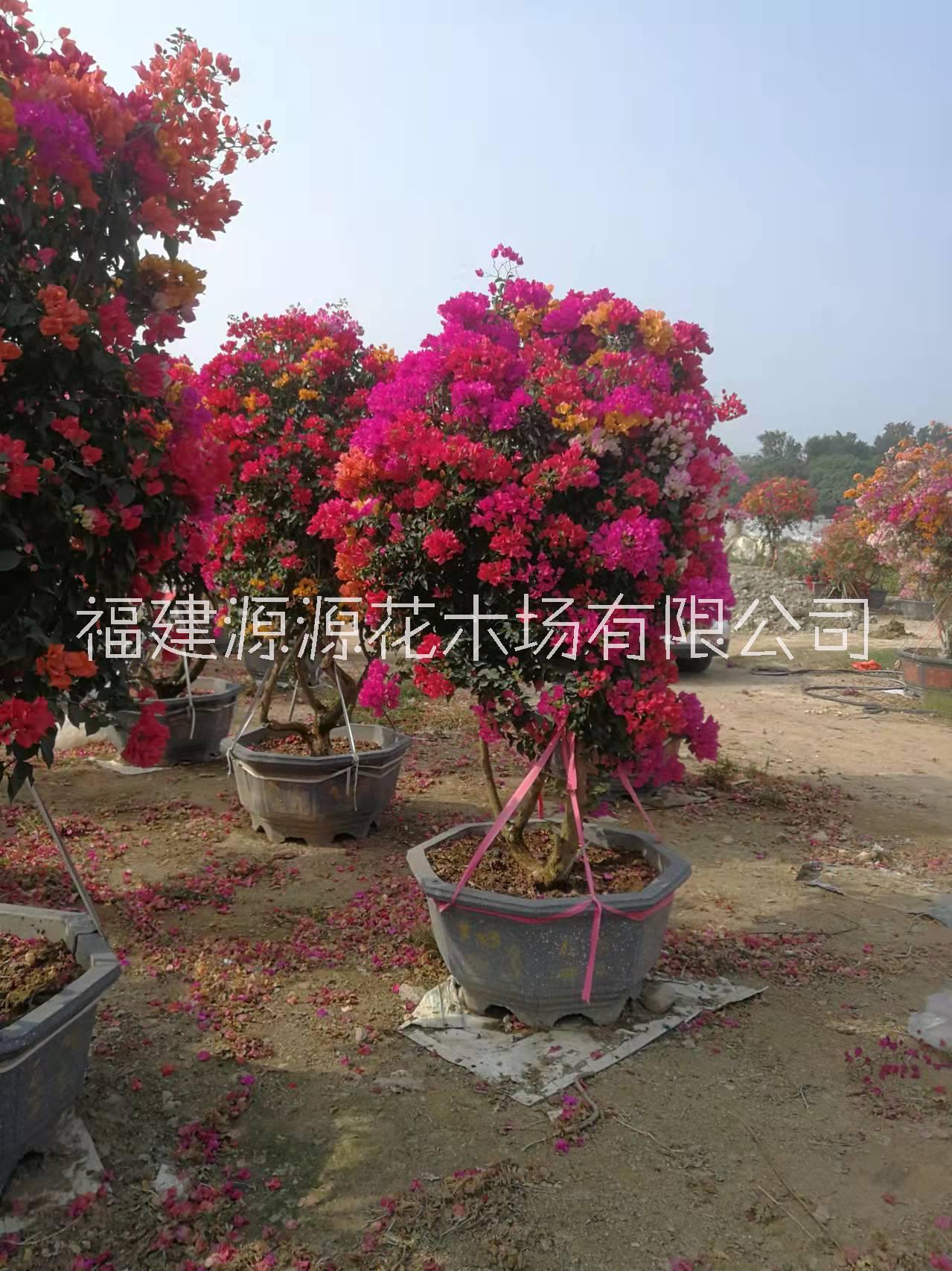 五鵲三角梅莊種植、批發(fā)價格