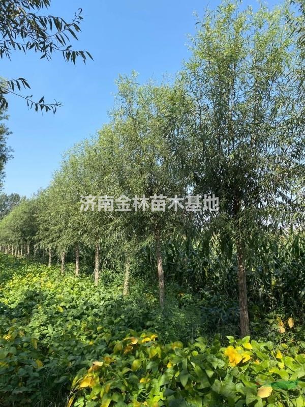 8公分柳樹圖片/8公分柳樹樣板圖 (3)