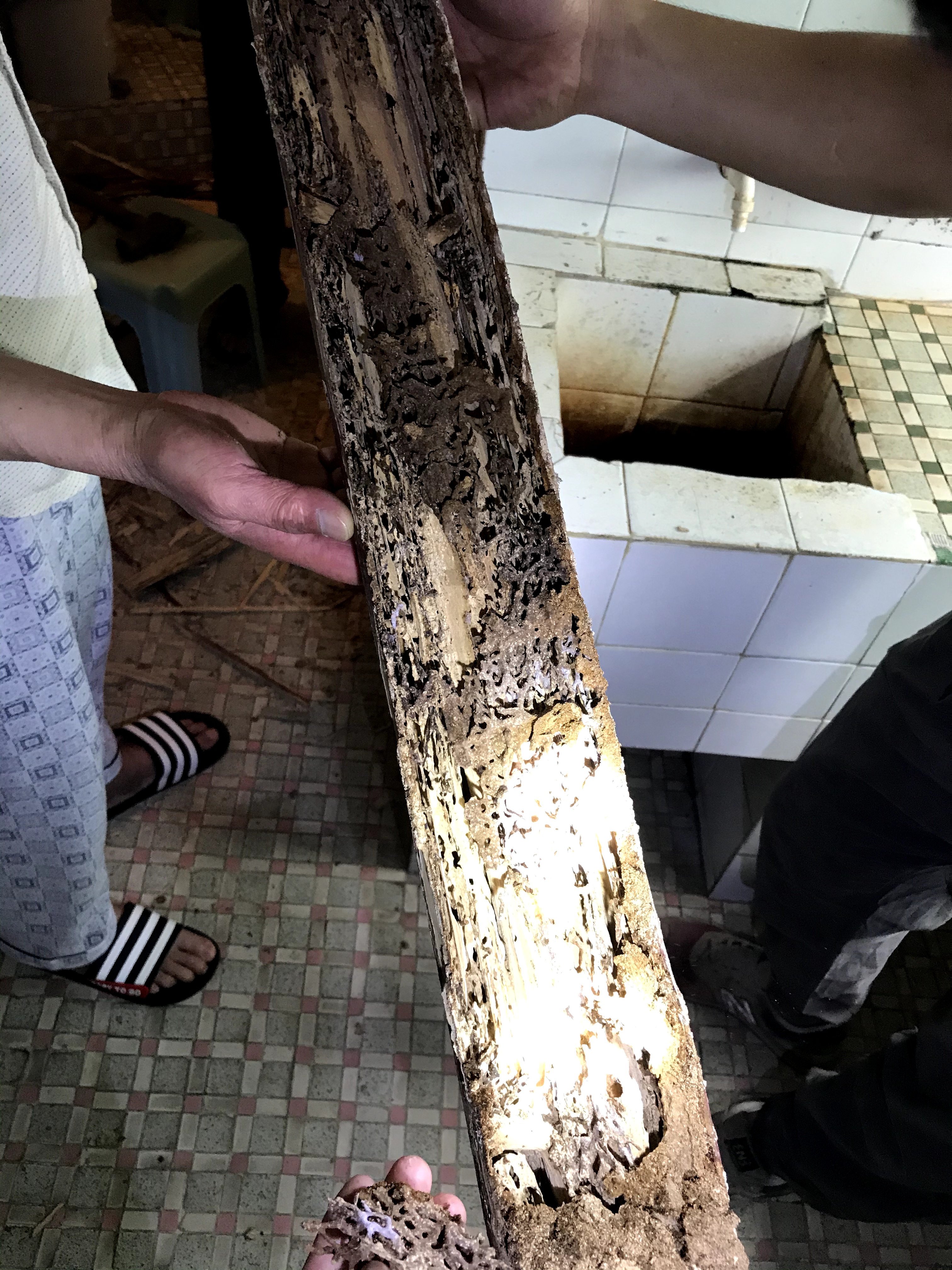 白蟻取巢滅窩工程圖片/白蟻取巢滅窩工程樣板圖 (3)