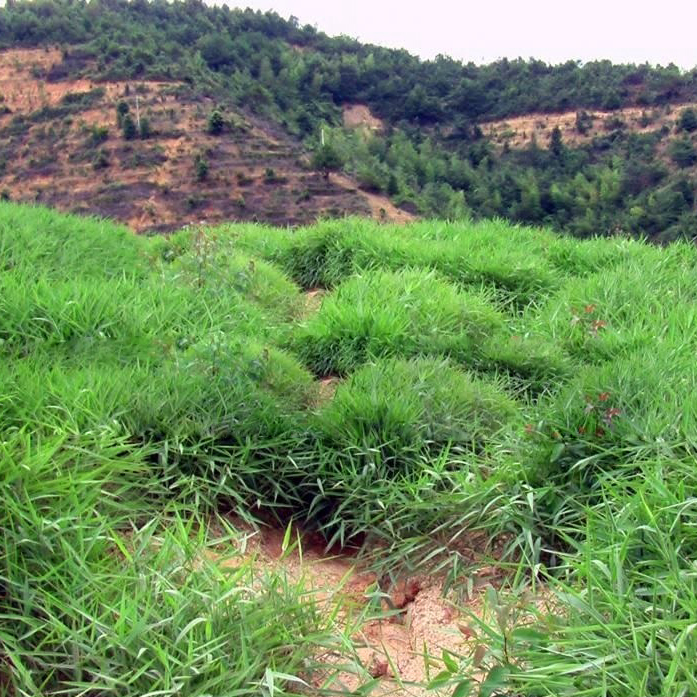 糖蜜草種子圖片/糖蜜草種子樣板圖 (3)