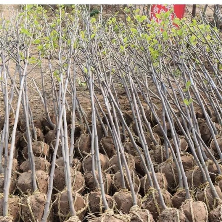 嫁接圖片/嫁接樣板圖 (4)