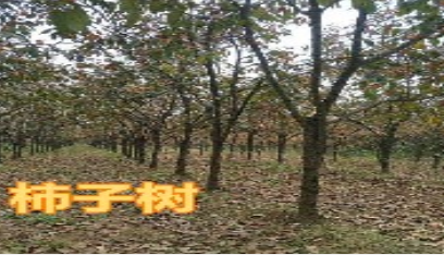 柿子树出售 柿子树基地 柿子树 柿子树出售价格 柿子树出售的价格