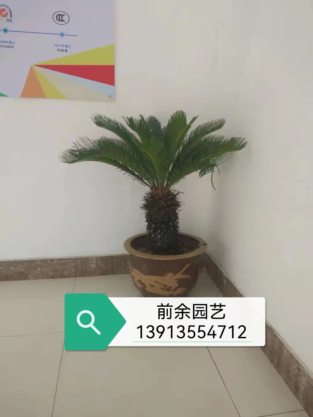 苏州吴中植物租赁 苏州吴中绿植租赁 苏州吴中盆栽租赁 苏州吴中花木租赁 苏州吴中花卉租赁 苏州吴中盆景租赁 苏州吴中花草图片