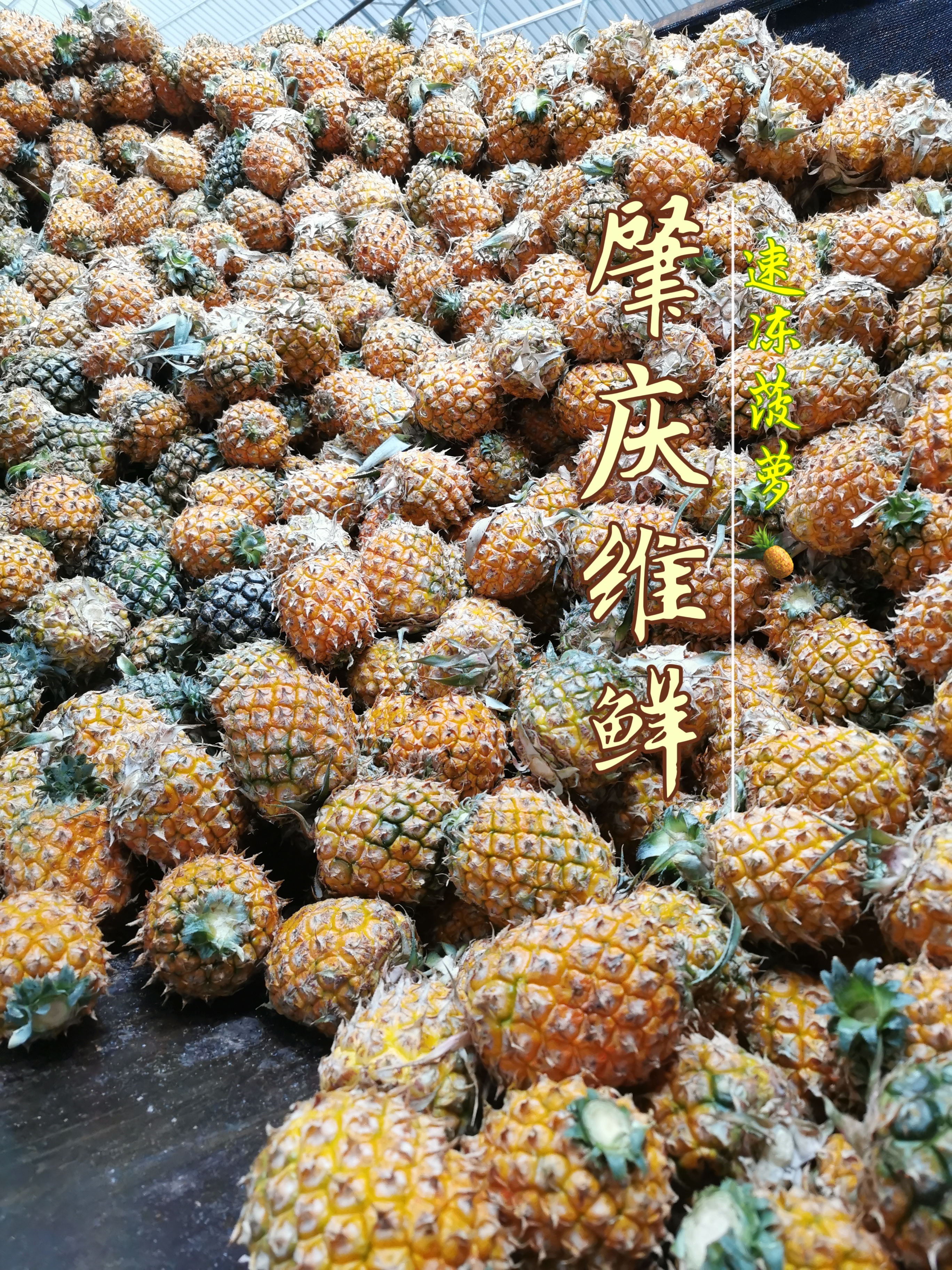 菠蘿塊圖片/菠蘿塊樣板圖 (2)