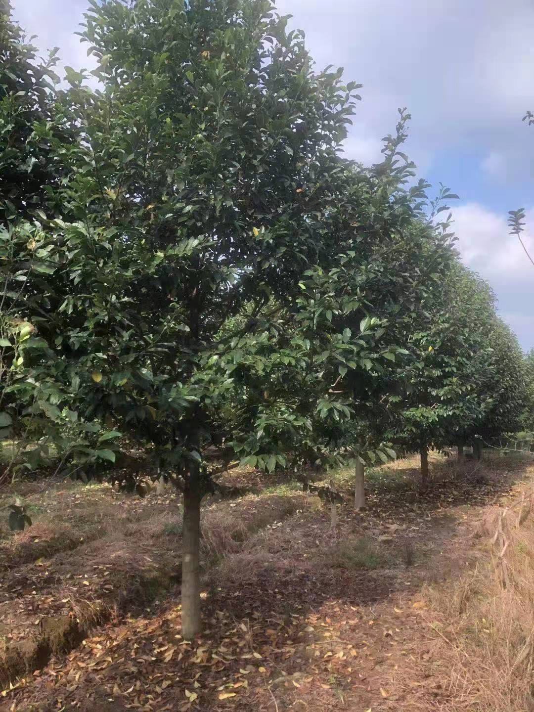 樂昌含笑的價(jià)格