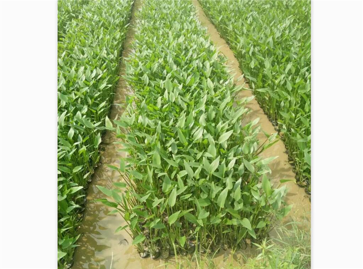 梭魚圖片/梭魚樣板圖 (2)