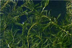 沉水植物種植供應(yīng)商  沉水植物種植基地