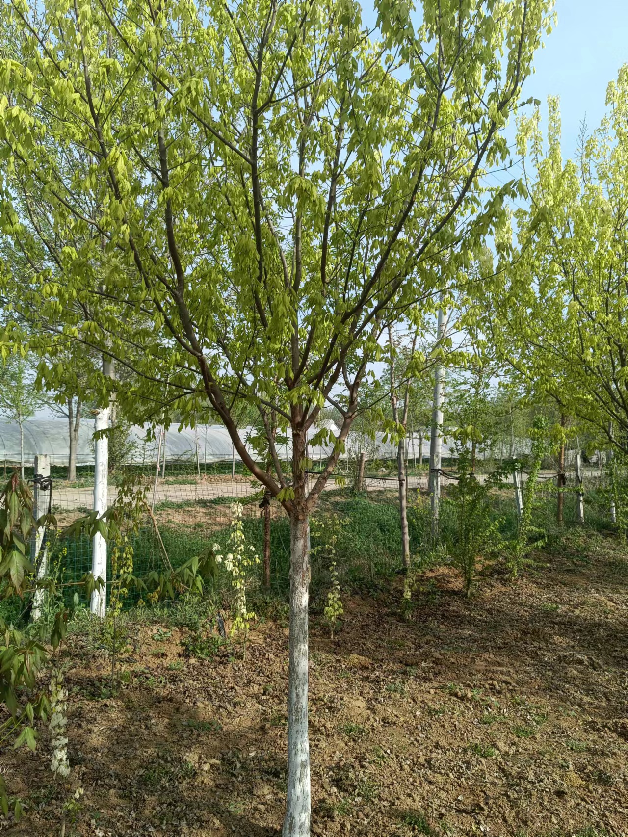 山東日本紅楓花散里圖片/山東日本紅楓花散里樣板圖 (2)