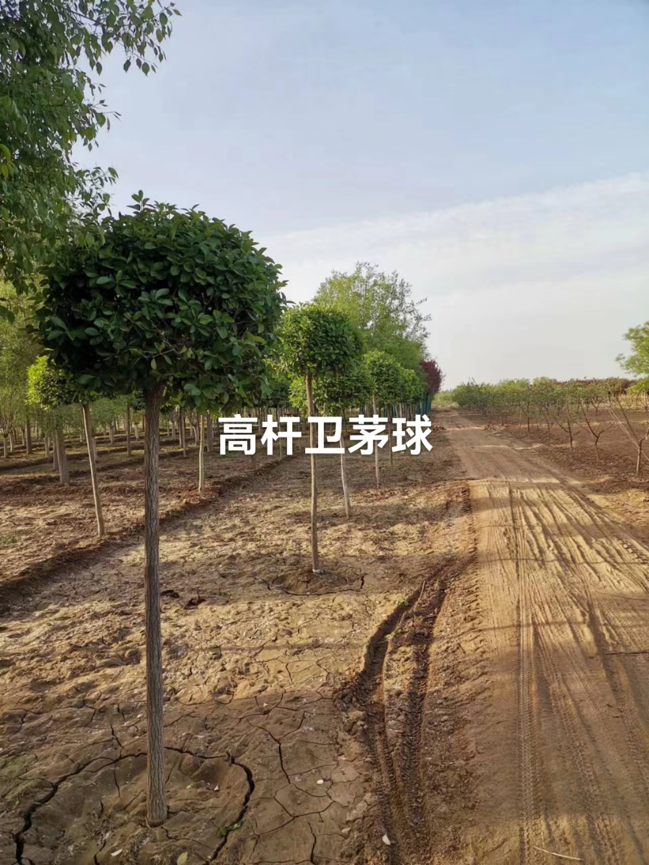 高桿圖片/高桿樣板圖 (3)