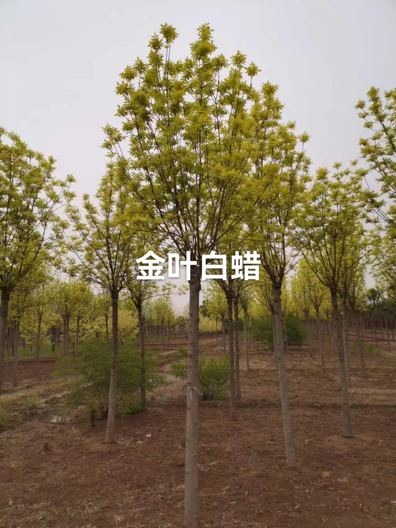 金葉白蠟圖片/金葉白蠟樣板圖 (2)