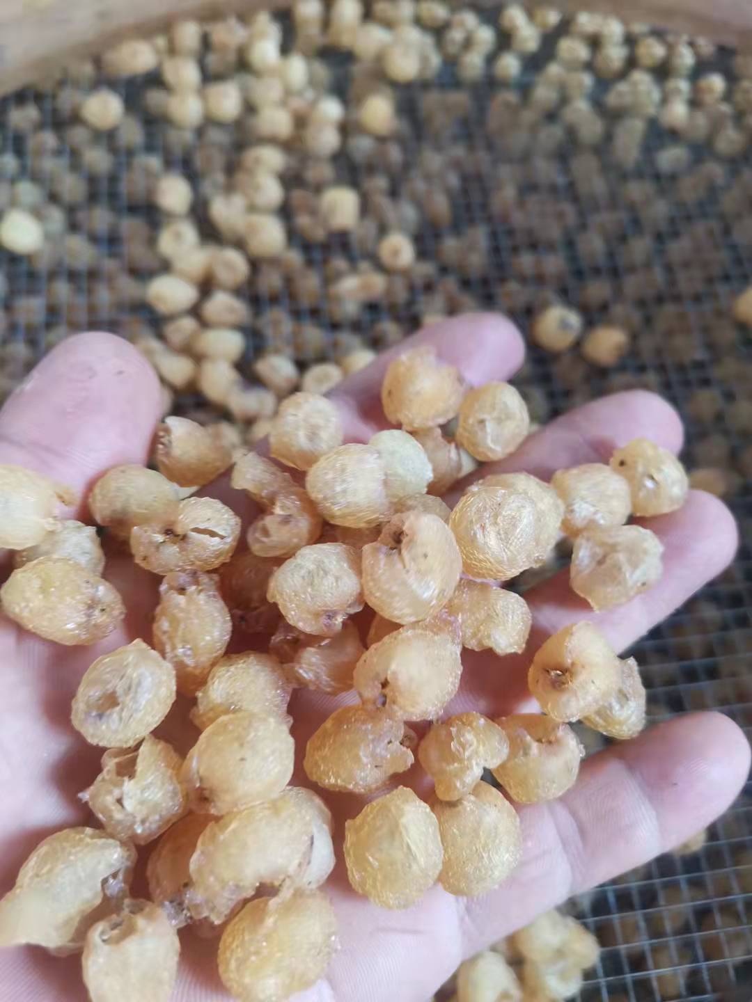 博白桂圓肉產地直發(fā)多少錢、桂圓肉批發(fā)價格、 桂圓肉供應商圖片