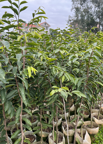 奇楠沉香圖片/奇楠沉香樣板圖 (4)