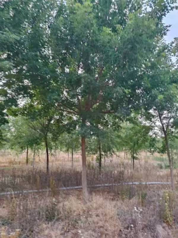 山東12公分元寶楓，元寶楓樹苗，元寶楓種植基地（山東迎瑞園林綠化工程有限公司）圖片