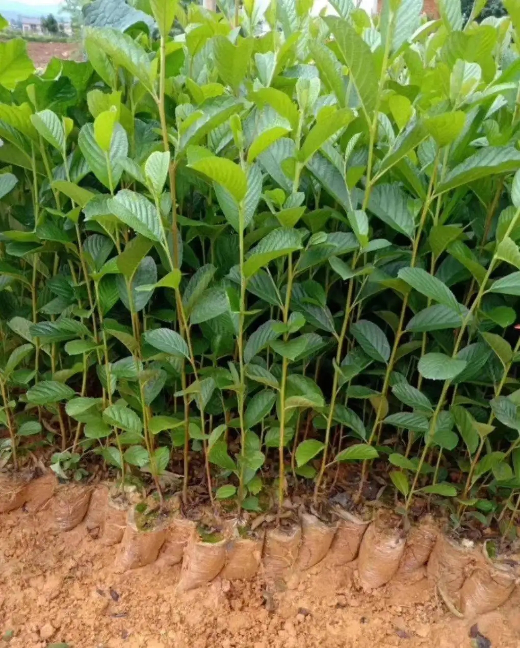江南榿木杯苗生產(chǎn)基地、江南杞木袋苗價格、江南榿木水冬瓜袋苗