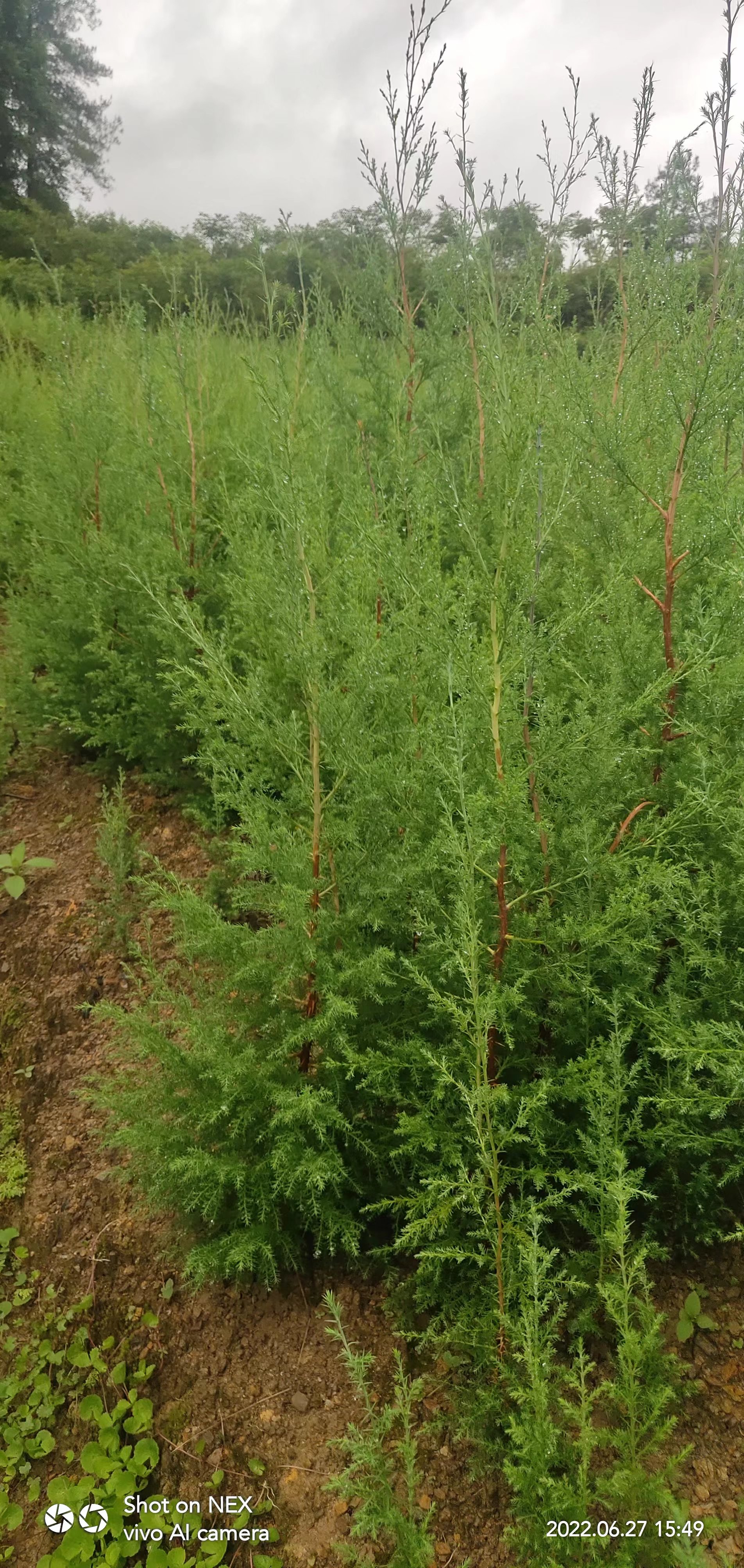 巫山墨西哥柏木苗出售 三川苗圃 江西墨西哥柏木苗銷售