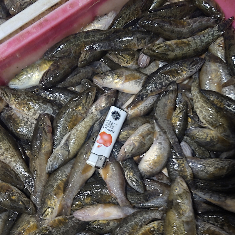 淡水魚圖片/淡水魚樣板圖 (1)