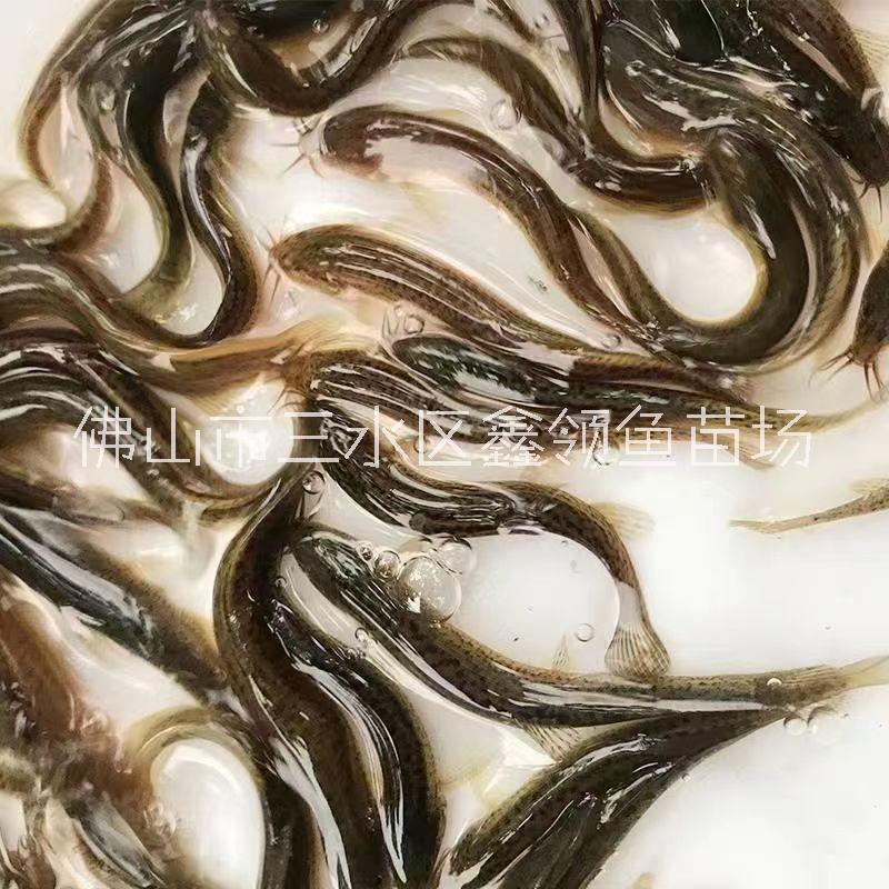 臺(tái)灣泥鰍圖片/臺(tái)灣泥鰍樣板圖 (4)