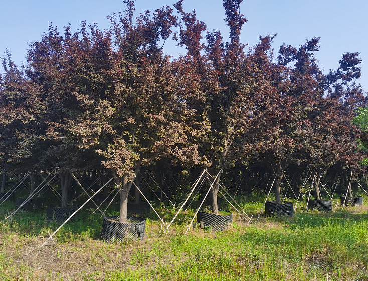 苗圃基地种植紫叶李容器苗 红叶李树苗 观叶小乔木 可植栽指导 源新苗木种植销售苗圃欢迎你前来采购图片