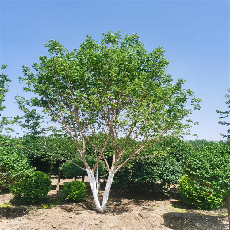 大量出售丛生元宝枫 行道庭院风景区绿化树种  元宝枫  源新苗木种植销售苗圃欢迎你前来采购图片