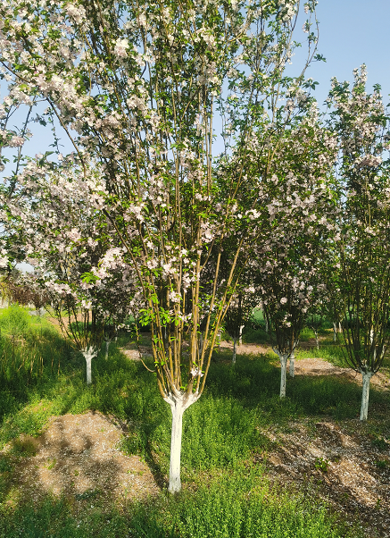 西府海棠圖片/西府海棠樣板圖 (2)