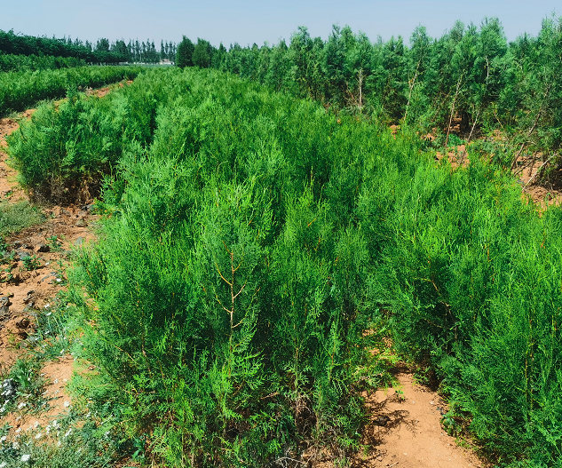 側(cè)柏小苗批發(fā)基地 園林綠化植物側(cè)柏價(jià)格