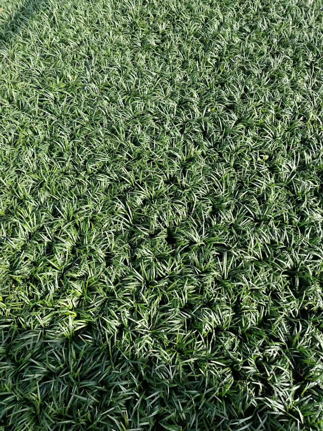 玉龍草圖片/玉龍草樣板圖 (2)