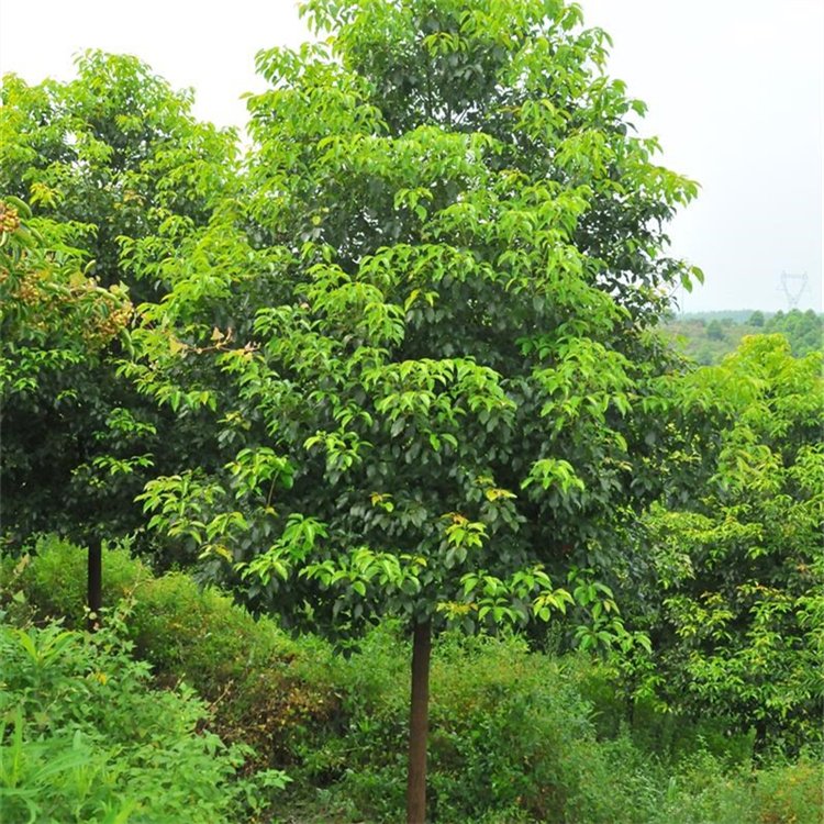 園林植物多桿移栽大香樟樹 荒山造林多頭香樟 綠化工程苗