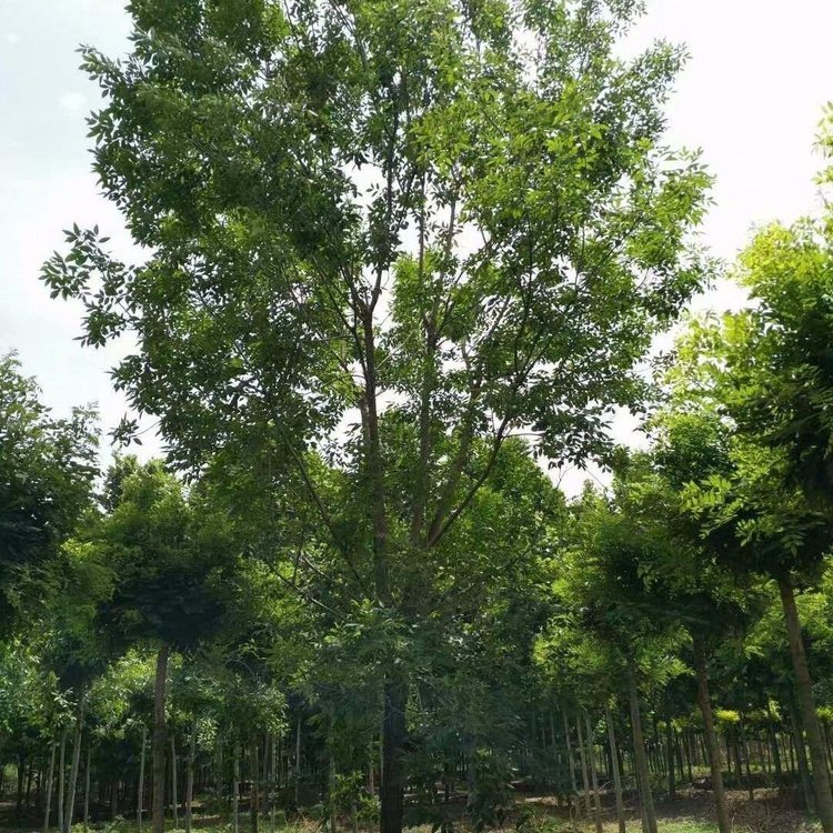 馬褂木圖片/馬褂木樣板圖 (4)