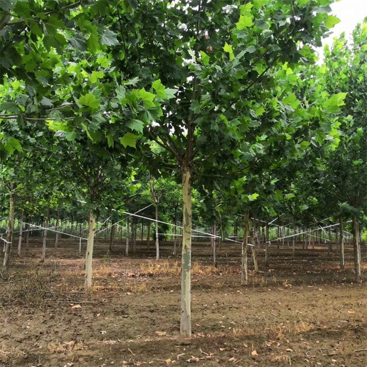 法桐圖片/法桐樣板圖 (4)