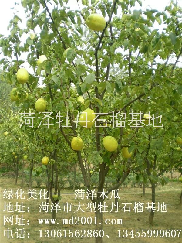 菏澤木瓜樹(shù)圖片/菏澤木瓜樹(shù)樣板圖 (1)