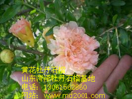 黃花瑪瑙石榴圖片/黃花瑪瑙石榴樣板圖 (2)