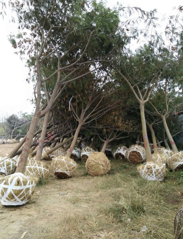 合歡圖片/合歡樣板圖 (2)