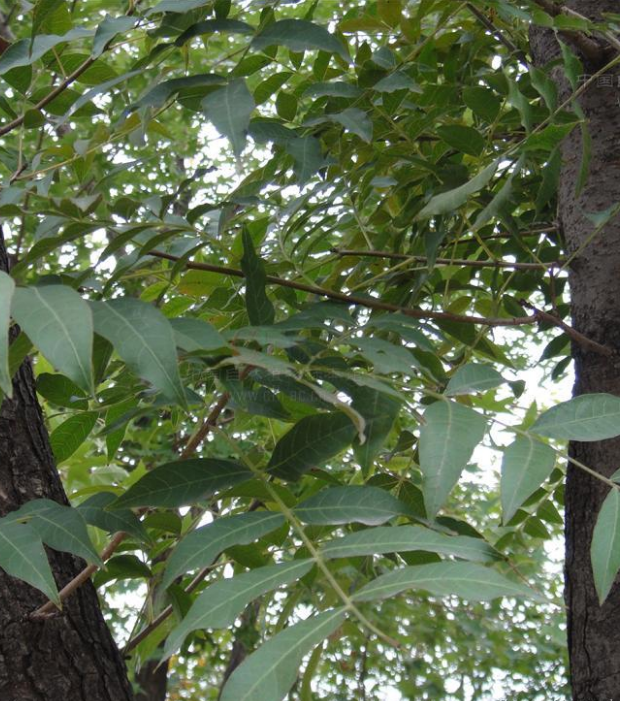 黃連木圖片/黃連木樣板圖 (2)