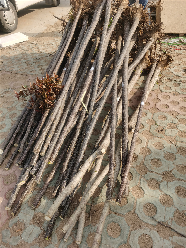 苦楝圖片/苦楝樣板圖 (4)