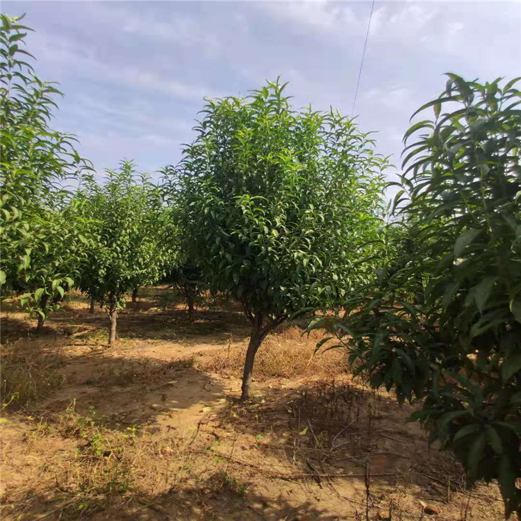 清地處理6公分龍珠碧桃