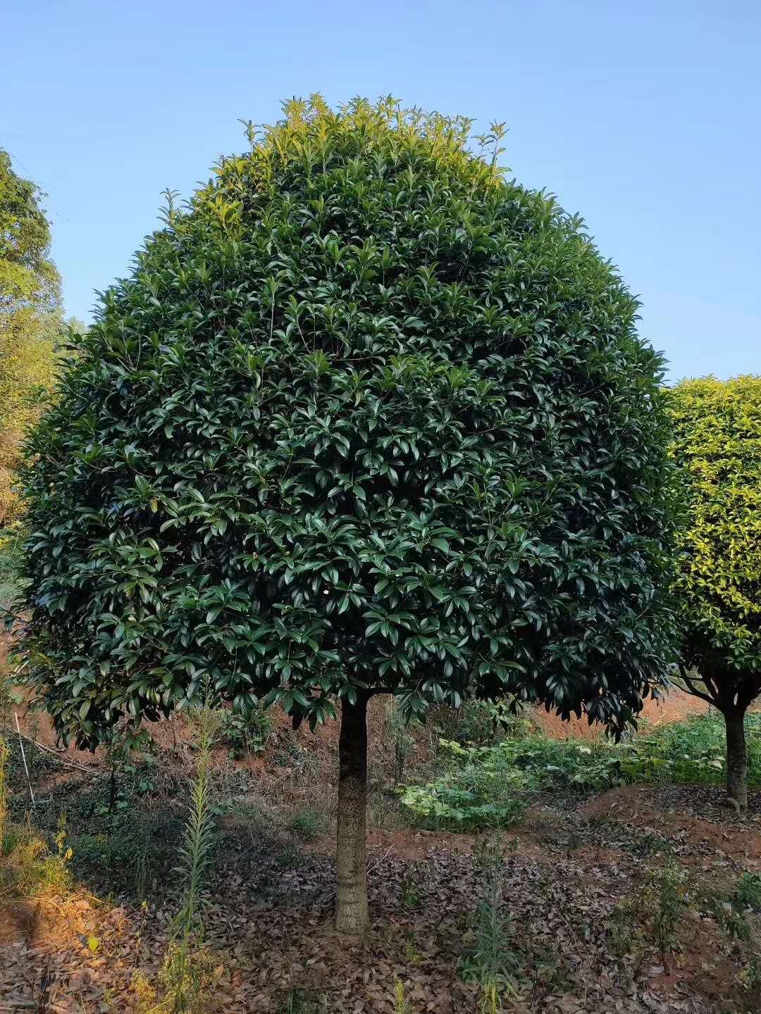 桂花樹圖片/桂花樹樣板圖 (1)