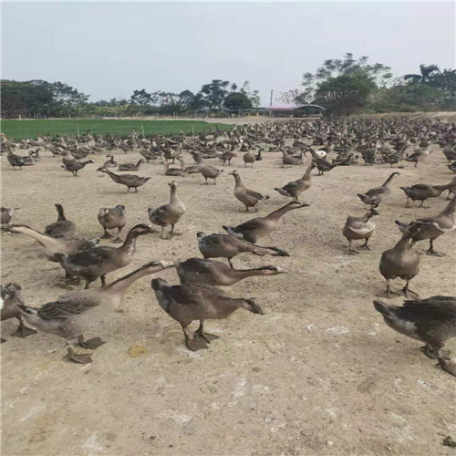 獅頭鵝圖片/獅頭鵝樣板圖 (2)